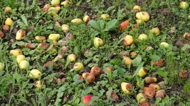 Nahaufnahme Szenischer Aufnahmen Reifer Birnen Auf Dem Boden Liegend Für — Stockvideo