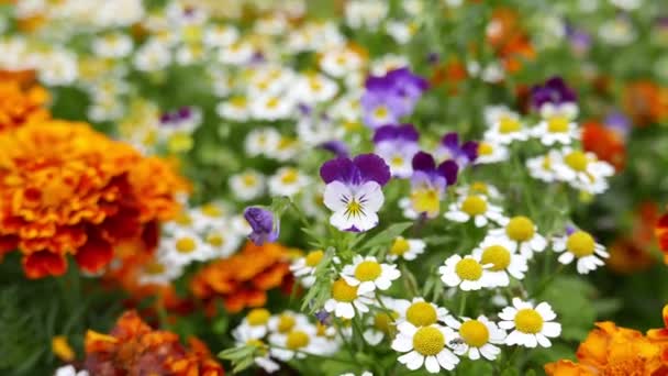 Κοντινό Πλάνο Όμορφα Λουλούδια Που Ανθίζουν Για Φόντο — Αρχείο Βίντεο