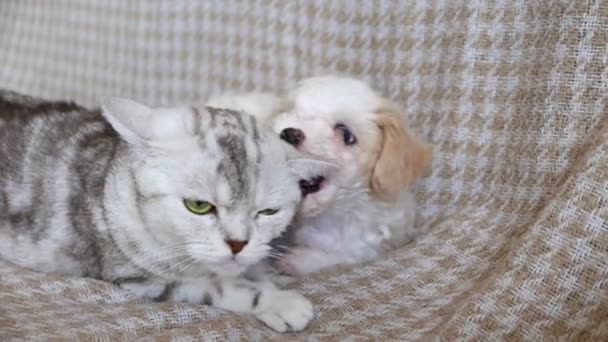 可爱的比雄小狗和小猫在沙发上玩耍的镜头 — 图库视频影像