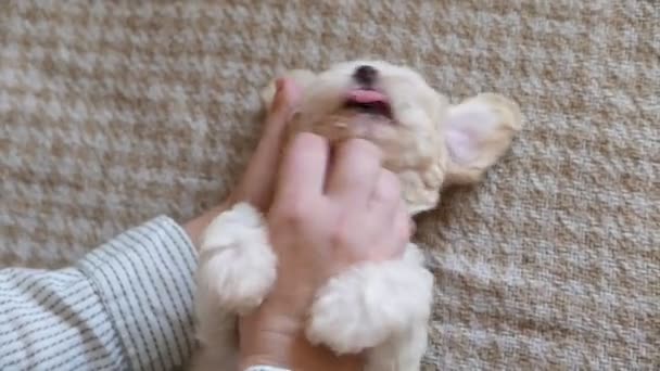 美しい小さなビションの子犬と遊んでいる女性のクローズアップ映像 — ストック動画