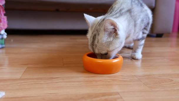 ボウルから食べる美しいグレーのタビー猫のクローズアップ映像 — ストック動画