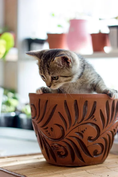 Pequeño gatito divertido en una maceta. —  Fotos de Stock