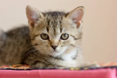 Renkli yüzeyde oturan sevimli gri kedi yavrusu..