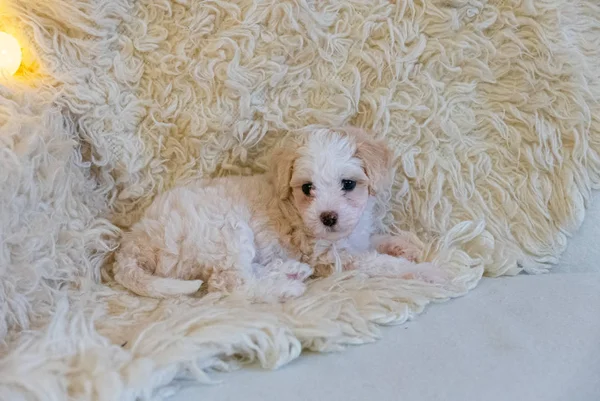 Close Shot Beautiful Little Bichon Puppy — Stock Photo, Image