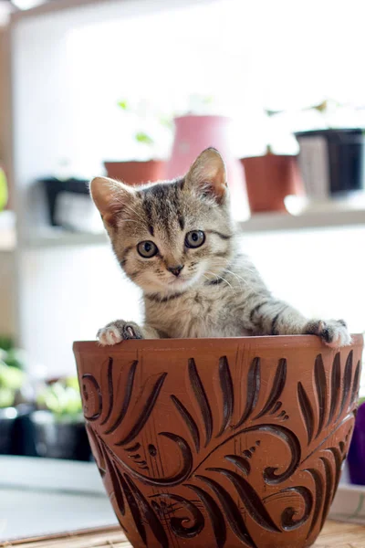 Pequeño Gatito Divertido Una Maceta —  Fotos de Stock