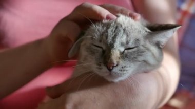Güzel gri tekir kediyi okşayan kadının yakın çekim görüntüleri.