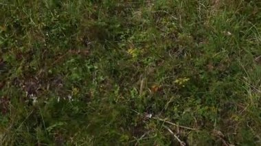 Doğal arka plan için yeşil çayır manzaralı yakın çekim