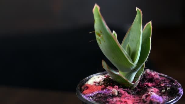 Esrarın Içindeki Bitkinin Yakın Çekim Görüntüleri Siyah Üzerine Izole Edilmiş — Stok video