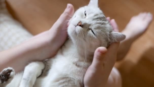 Närbild Bilder Kvinna Petting Vacker Grå Tabby Katt — Stockvideo