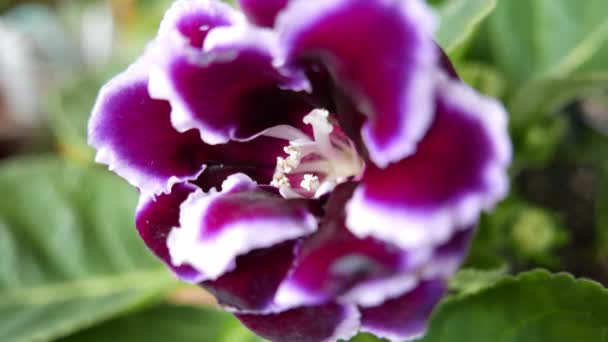 Primer Plano Imágenes Hermosas Flores Flor Para Fondo — Vídeo de stock