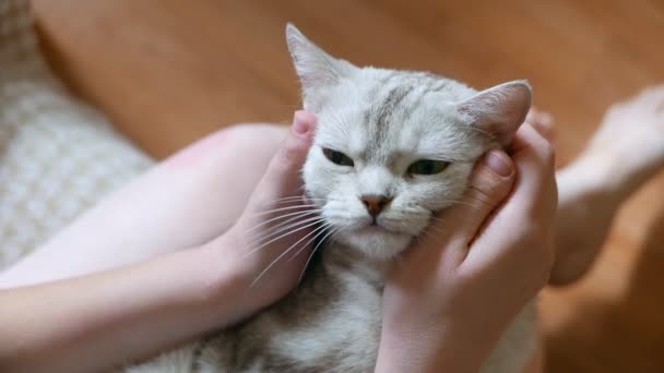 Close Footage Woman Petting Beautiful Grey Tabby Cat — Stock Video