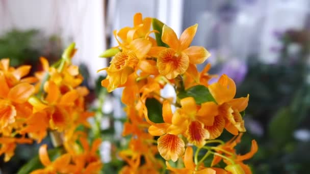 Közeli Felvétel Gyönyörű Virágzó Virágok Háttérben — Stock videók