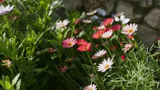 背景的美丽花朵的特写镜头 — 图库视频影像