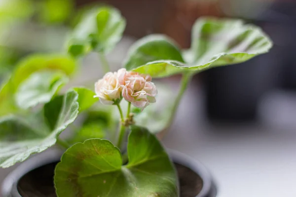 Hermosa Pelargonia Rosa Una Olla — Foto de Stock