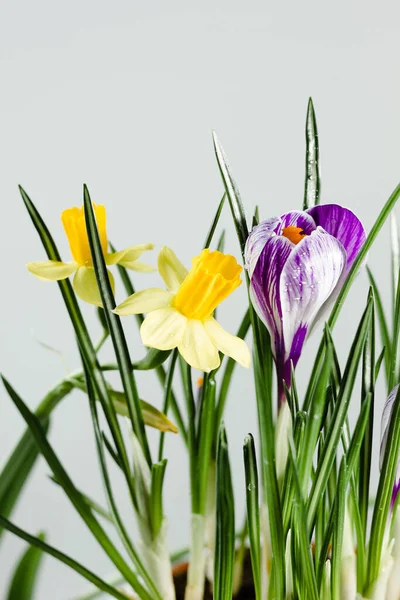 Flores Narcisas Narcisas Con Flor Azafrán Sobre Fondo Blanco — Foto de Stock