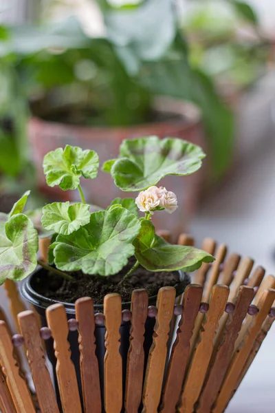 Belle Petite Pelargonie Rose Dans Pot — Photo