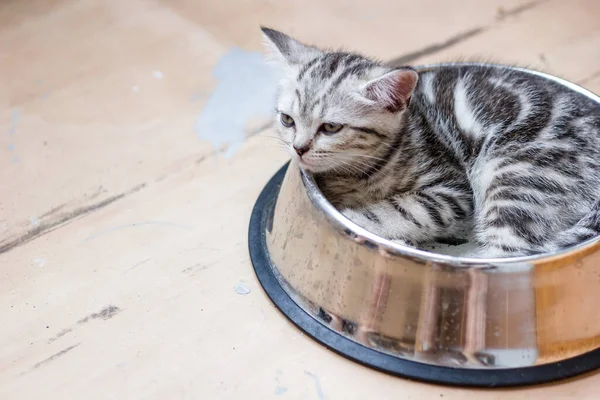 Adorable Gato Gris Tendido Gran Tazón Comida Para Mascotas —  Fotos de Stock