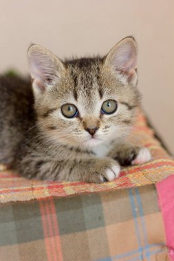 Renkli yüzeyde oturan sevimli gri kedi yavrusu..