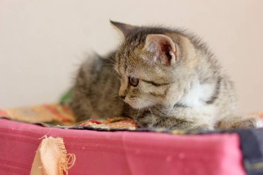 Güzel kedi yavrusu renkli bir kutuda oturuyor..