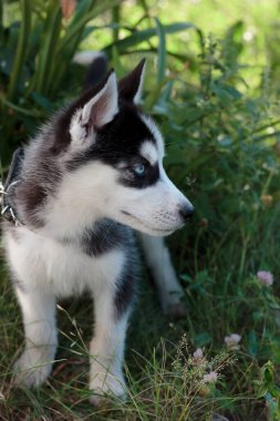 Genç kurt köpek dışarıda yürüyor..