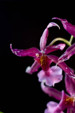 Stüdyoda siyah arkaplanda orkide çiçekleri.