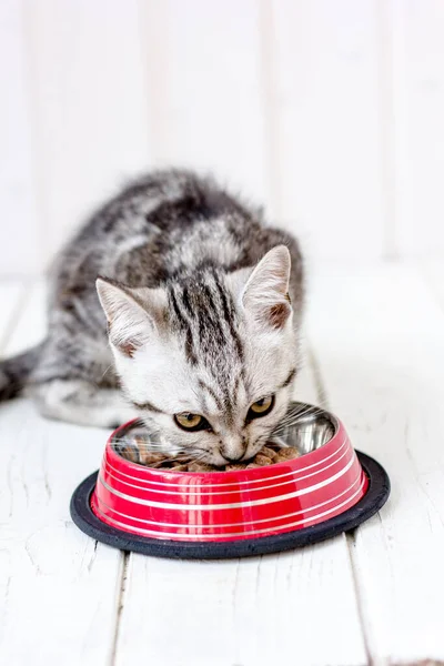 Grå Skotsk Kattunge Äter Mat Från Sällskapsdjur Skål — Stockfoto