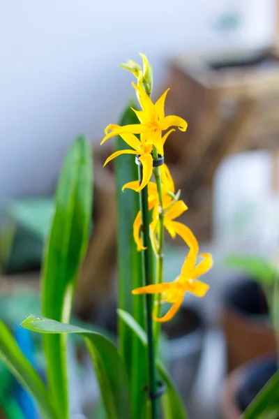 Orchidée Miltonia Jaune Belle Fraîche Sur Fenêtre — Photo