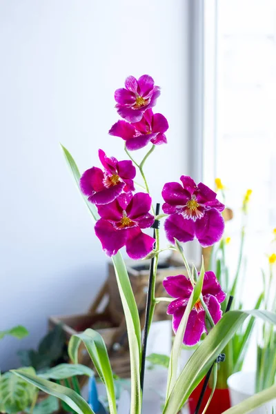 Красивая Фиолетовая Орхидея Окне Солнечный День — стоковое фото