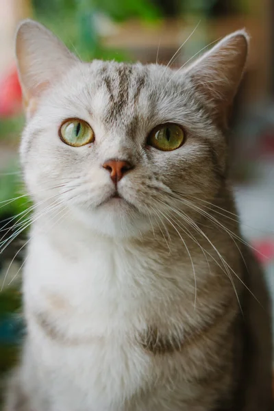 Retrato Gato Liso Escocês Cinza Bonito — Fotografia de Stock