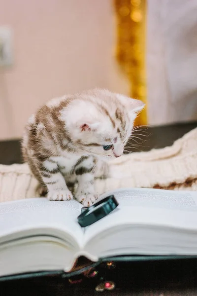 Adorable Gray Kitten Paper Book — Stock Photo, Image