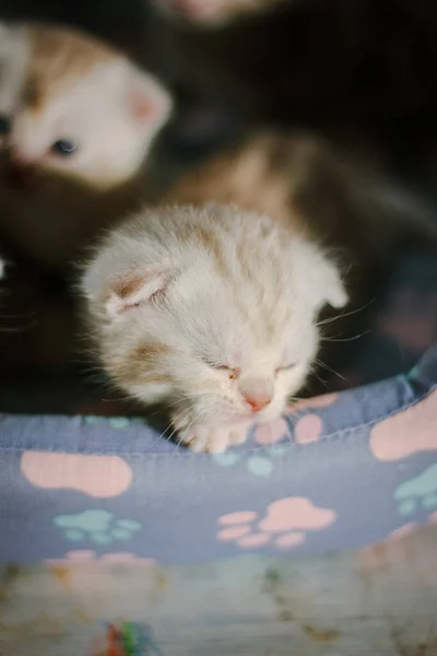 Küçük Gri Kedi Uyuyor Rahatla Konsept — Stok fotoğraf