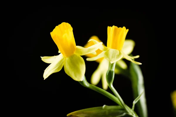 黒の背景にダフォジルやナルシスの花 — ストック写真