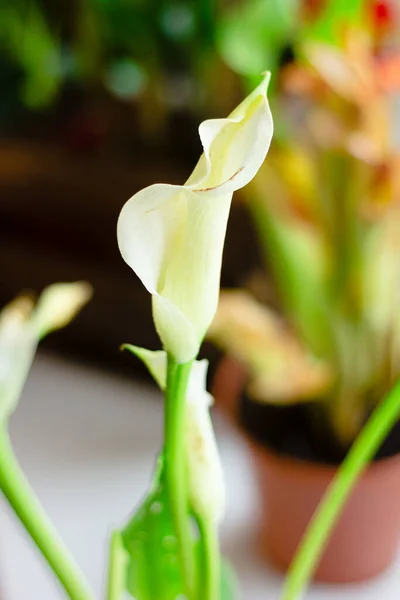 Fleur Lys Calla Blanche Cultivée Comme Plante Maison — Photo