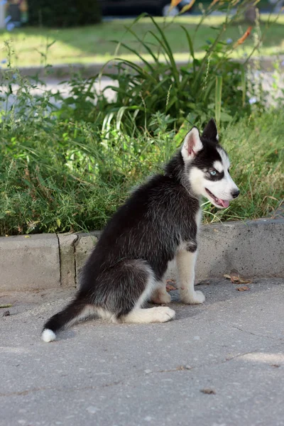 Jovem Filhote Cachorro Husky Caminhada Fora — Fotografia de Stock