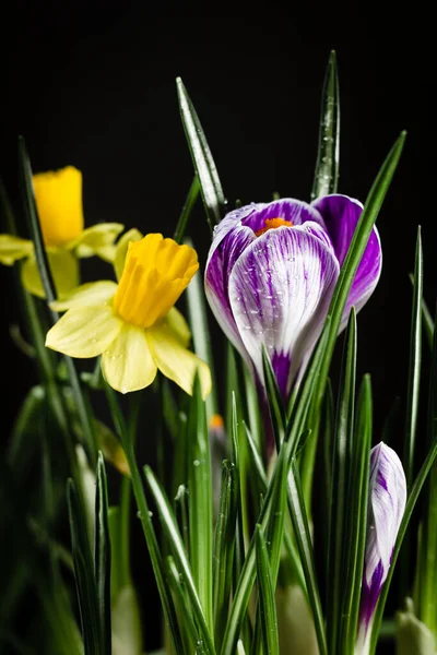 Daffodil Květiny Krokus Květiny Černém Pozadí — Stock fotografie