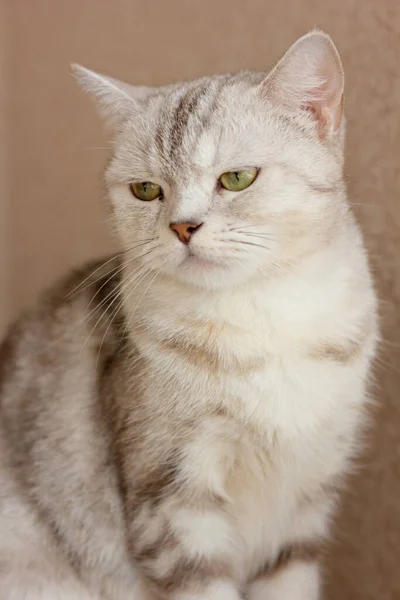 Magnifique Portrait Chat Gris Chat Droit Écossais — Photo