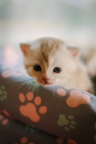 Little Gray Kitten Light Portrait Animal — Stock Photo, Image