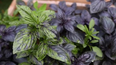 Esrardaki ev bitkisinin siyah üzerine izole edilmiş yakın çekim görüntüleri.