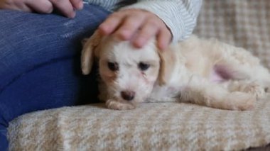 Küçük kızın bizon yavrusuyla vakit geçirdiği yakın çekim görüntüleri.