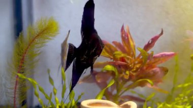 ev akvaryumu ve farklı balıklar