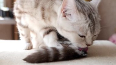 Şirin kedi yıkanıyor. 