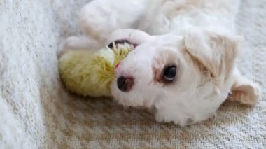 Kanepede oynayan sevimli bisküvi yavrusunun görüntüleri.