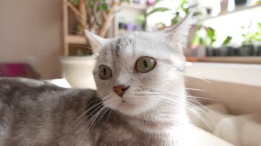 Gri evcil bir kedinin portresi