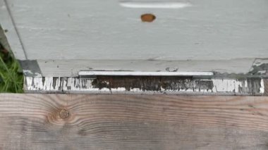 Arılı beyaz ahşap arı kovanının yakın çekim görüntüleri.