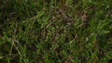 Ormanda çimenler var.