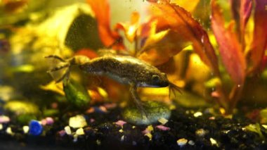 Zaire Dwarf Clawed Frog veya Hymenochirus boettgeri kurbağası akvaryumda.