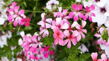 Güzel bahçe çiçekleri kapanıyor. 