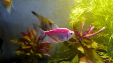 ev akvaryumu ve farklı balıklar