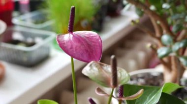 Güzel anthurium çiçeklerinin yakın görüntüsü
