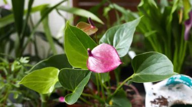 Güzel anthurium çiçeklerinin yakın görüntüsü